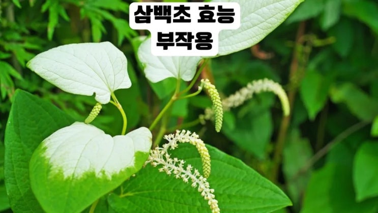  삼백초 효능 11가지 삼백초 부작용 삼백초차
