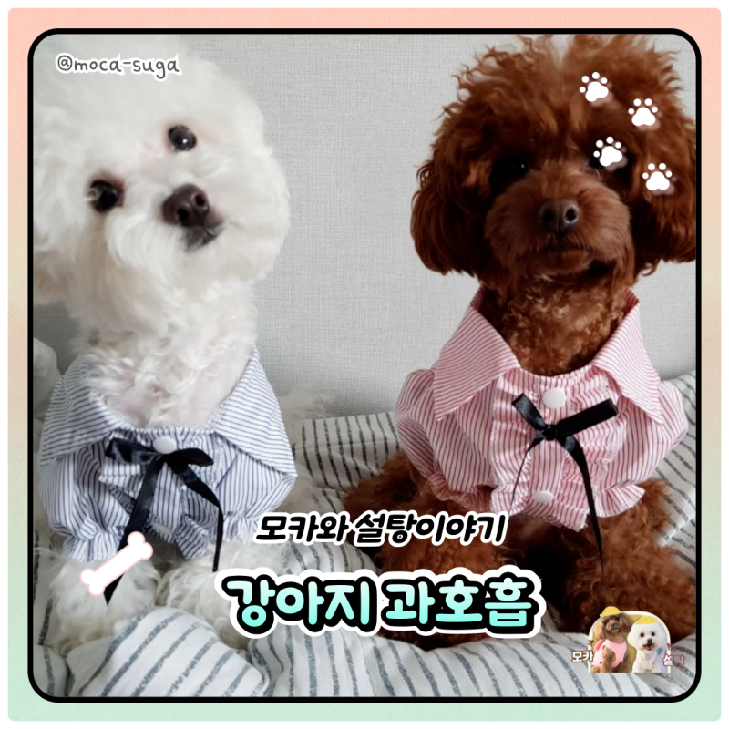 강아지 과호흡 숨소리 이상할 때는 주의 깊게 지켜 봐야 합니다!