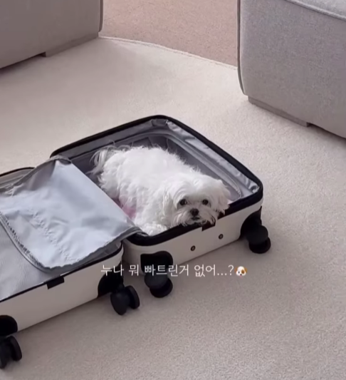  강아지 비행기 탑승 체크할 사항! 자세히 알려드릴게요.