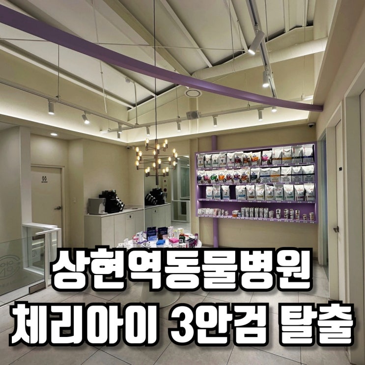  상현역동물병원 체리아이 3안검 탈출 케어 후기