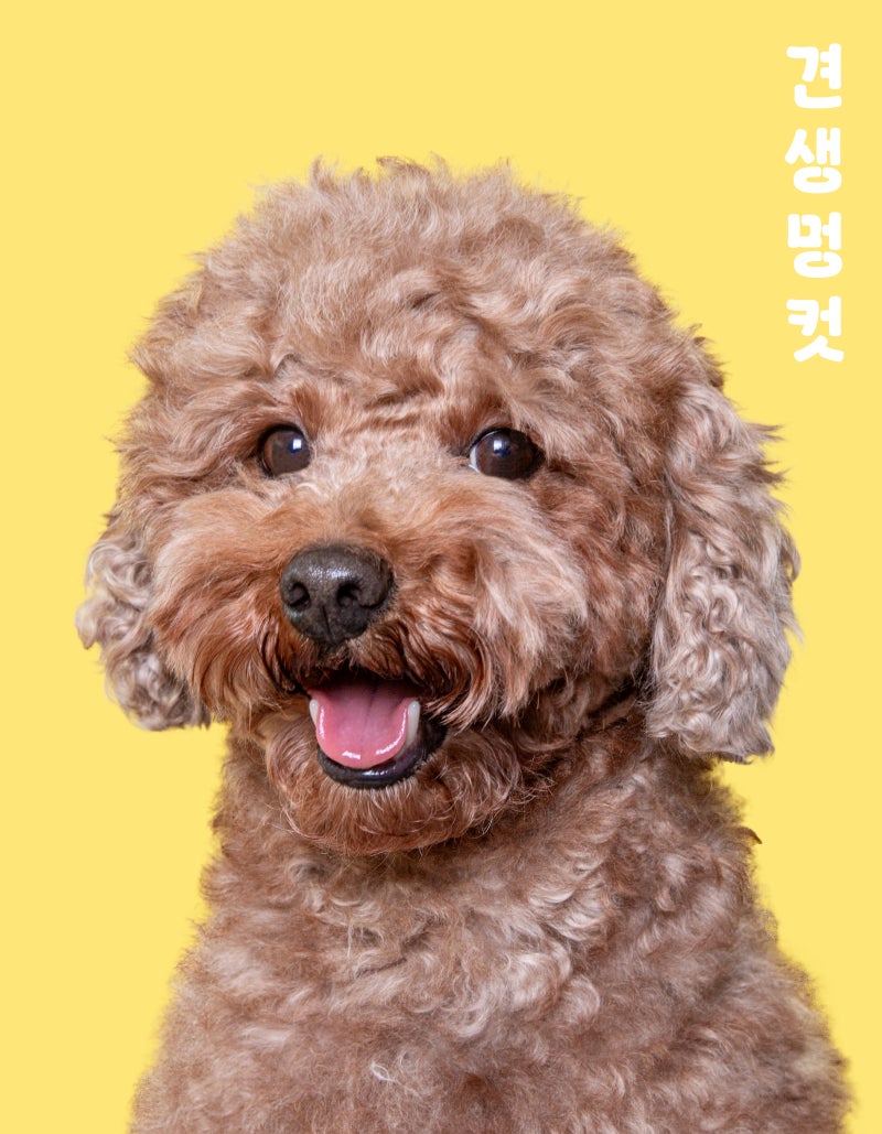 견생멍컷