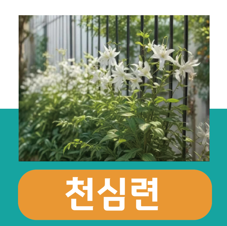  천심련 효능 부작용, 가루 먹는법