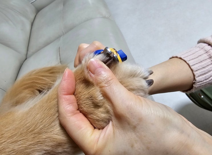 페스룸 강아지 발톱깍이 내돈내산 후기 : 패스룸 대형견도 가능??