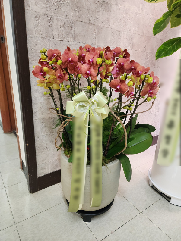  인사동 갤러리 한국미술관 전시회로 배송해드린 전시회 축하 서양란 호접란