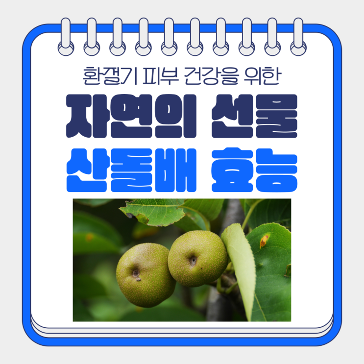  환절기 피부 건강을 위한 자연의 선물 산돌배 효능