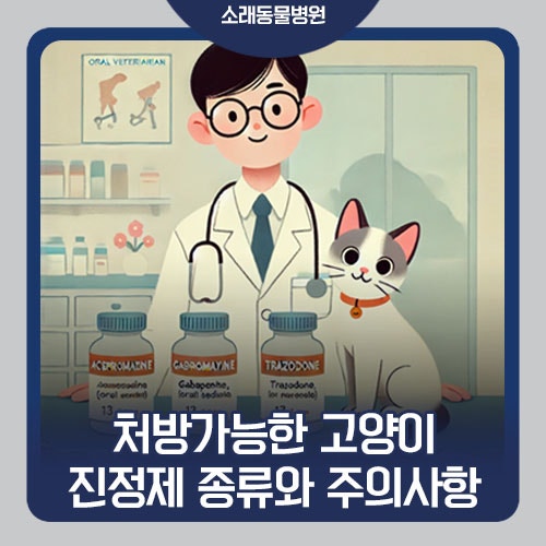 처방가능한 고양이 진정제 종류와 주의사항