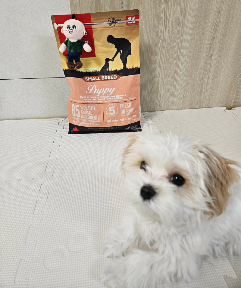 [사료 리뷰] 오리젠 퍼피 스몰브리드 강아지 사료!