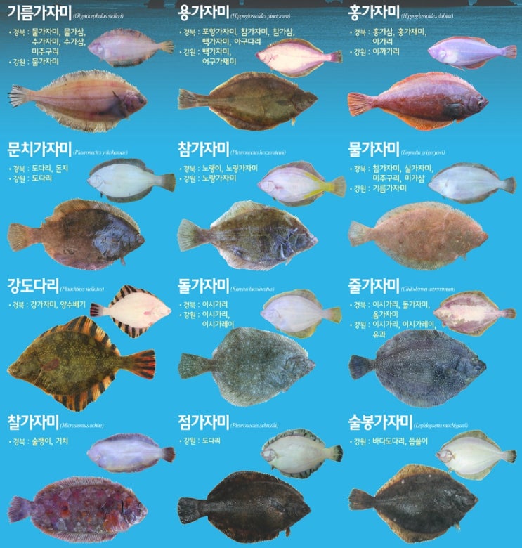  가자미 도다리 광어 차이점 및 자연산 광어 구분법