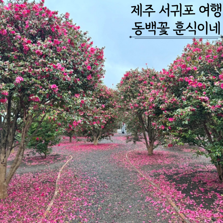제주 서귀포 겨울여행 훈식이네 동백밭 무료 동백꽃 제주 서귀포 겨울여행 훈식이네 동백밭 무료 동백꽃