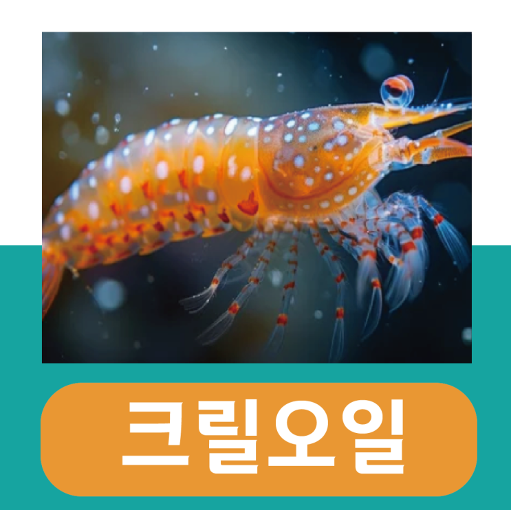  크릴오일56 효능 부작용, 흡수율 높이는 방법