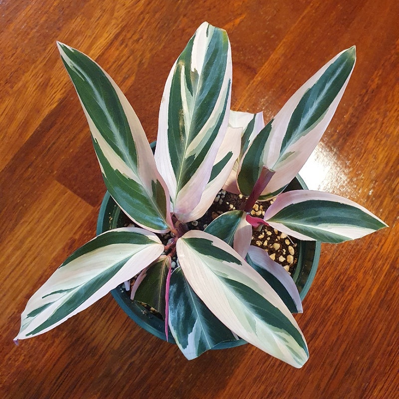 칼라데아 스트로만데 멀티칼라 Calathea Stromanthe Multicolor