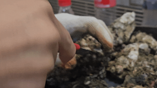  대구 달성공원 겨울에 가기 좋은 석화구이 노포 맛집 인동촌 마라도생굴구이