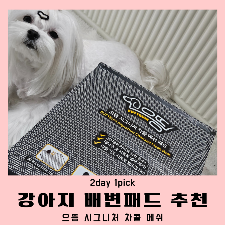  소형 배변패드 추천 냄새잡는 으뜸패드 후기