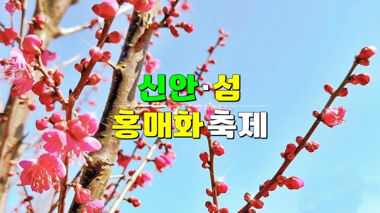 전남 신안군 3월 꼭 가볼만한곳 · 1004섬 임자도 제1회 섬 홍매화 축제 (기본정보 조희룡적거지) 전남 신안군 3월 꼭 가볼만한곳 · 1004섬 임자도 제1회 섬 홍매화 축제 (기본정보 조희룡적거지)