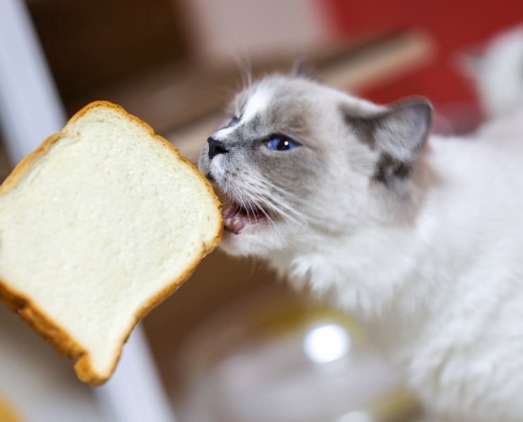  고양이 빵 좋아하던데 식빵 먹어도 될까? 급여 가능 빵 종류와 주의사항