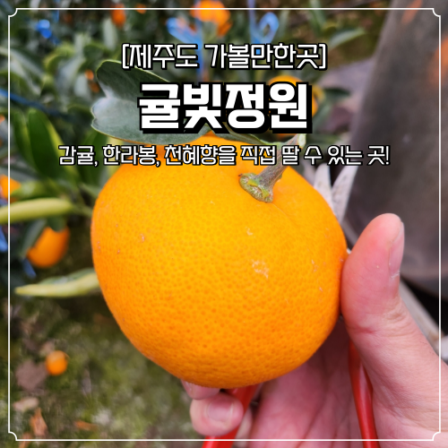  제주도 애월 귤빛정원 한라봉 천혜향 감귤 귤따기 체험 농장
