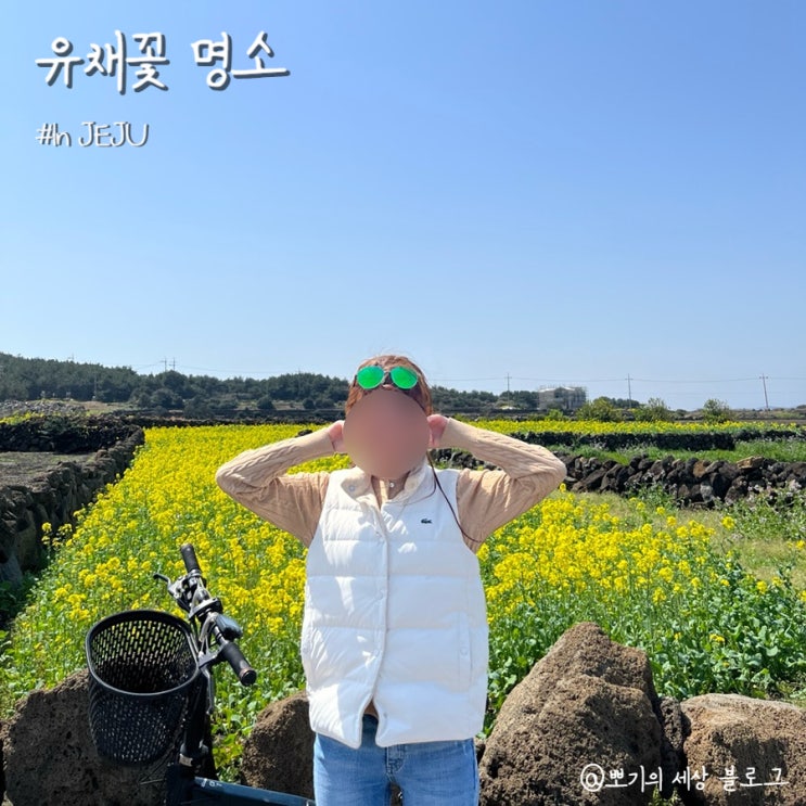  [여행]3월 제주도 유채꽃 명소 4곳 추천해볼게요!