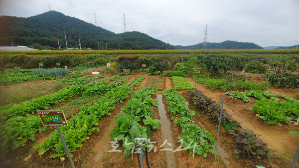  가족과 함께 텃밭 가꾸며 자연 속 힐링..2025년 광양시 도시민 주말농장 참가자 모집