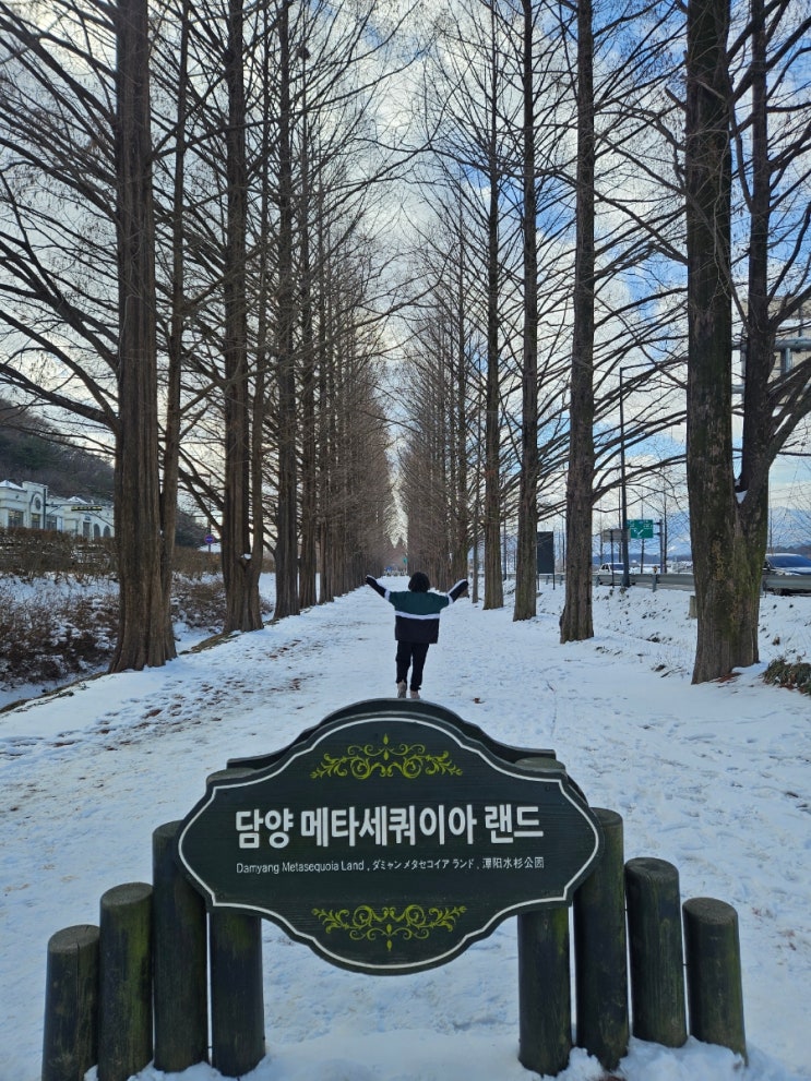  담양 가볼만한곳 메타세콰이어길 입장료 메타세콰이어랜드 메타프로방스 3월 전남 여행 코스 추천