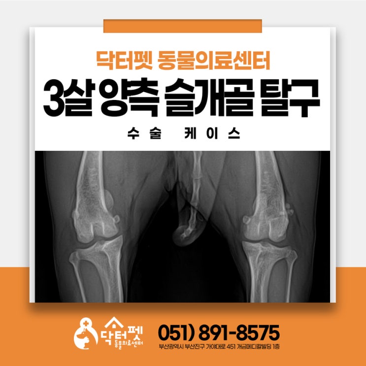  3살 푸들 양측 슬개골 탈구 (부산 강아지 수술 동물병원 닥터펫 동물의료센터)