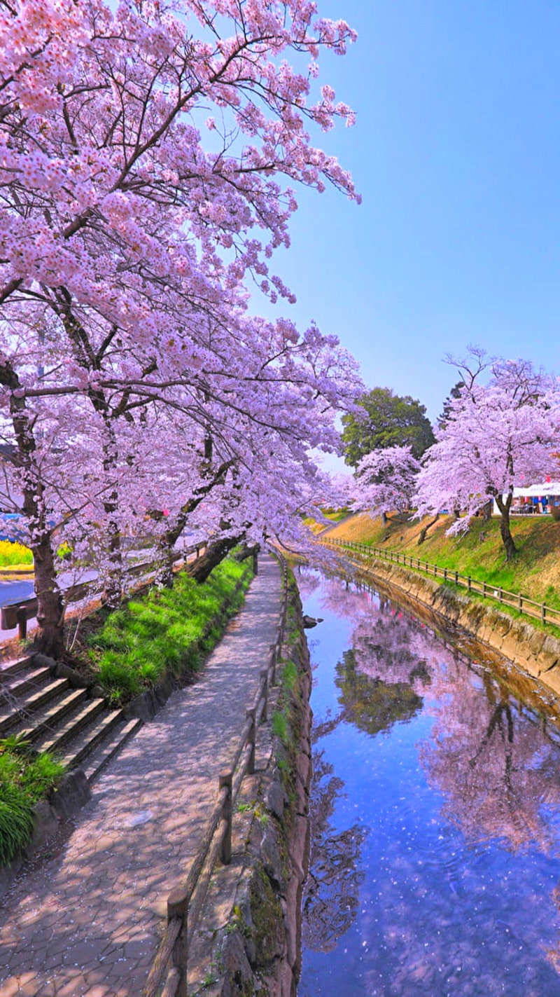 🌱봄풍경 이미지100-5🌱 : 네이버 블로그, image size:800x1423