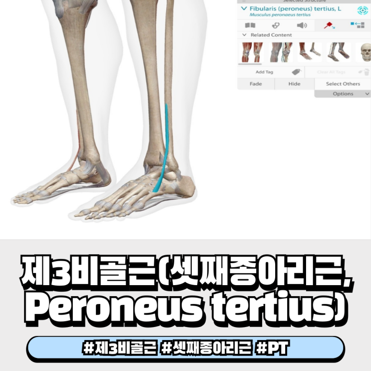  제3비골근 셋째종아리근 Peroneus tertius 근육해부학