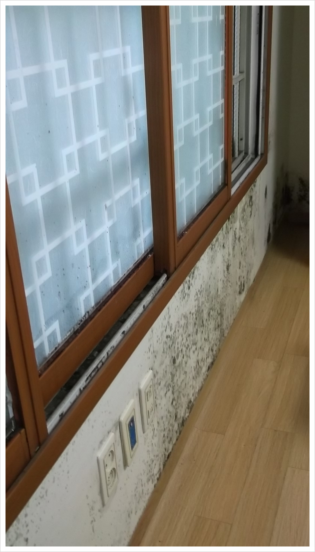  여름? 결로 벽 곰팡이제거를 한다? 지금 시기에?