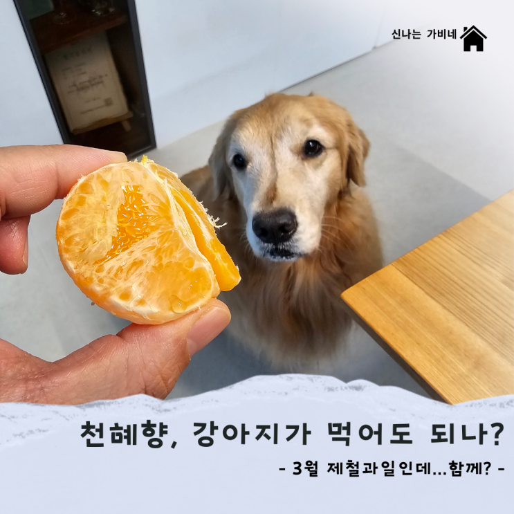 3월 제철 천혜향, 강아지는 먹어도 되나?