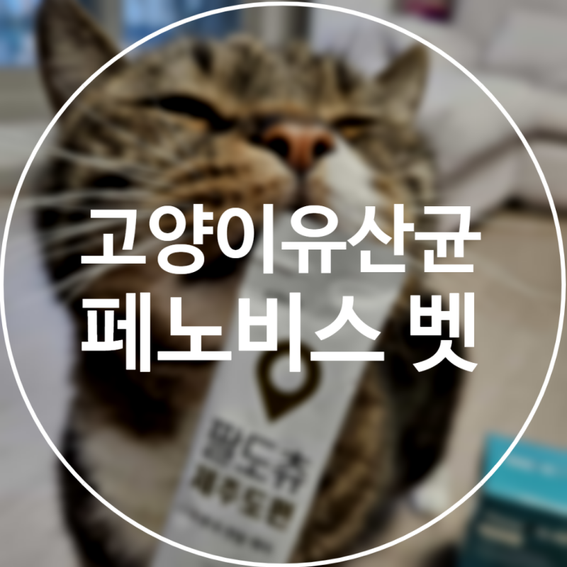 아기 고양이 유산균, 장 건강과 활력 건강을 한 번에!