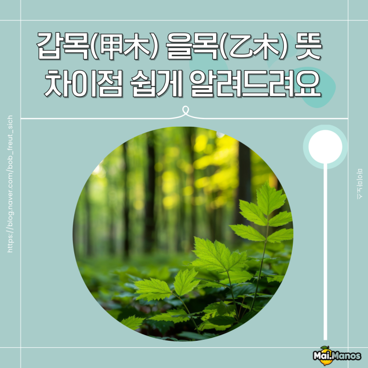  갑목(甲木) 을목(乙木) 뜻 차이점 쉽게 알려드려요