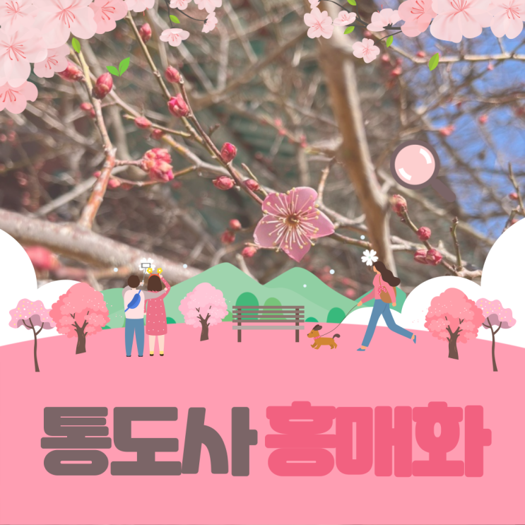  2025 통도사 홍매화 개화 시기와 현황, 사진으로 만나는 양산의 봄 명소