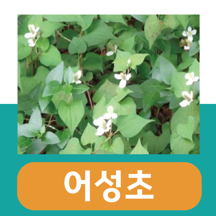  어성초 효능 부작용 / 어성초 비누 만드는법