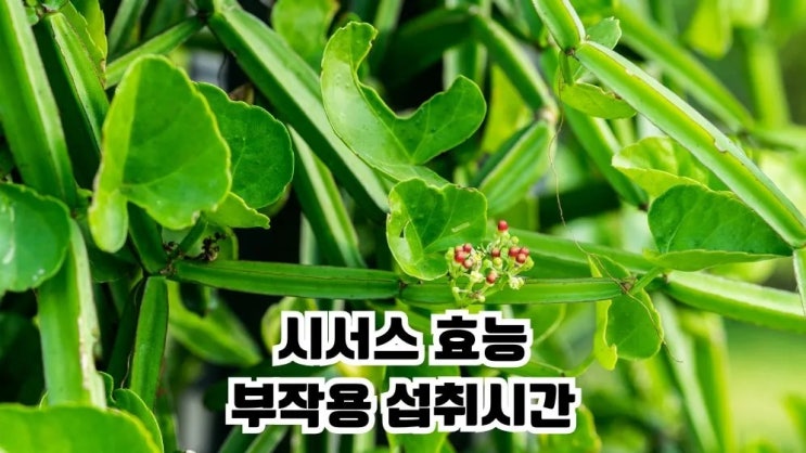  시서스 효능 부작용 뼈에 좋은 식품 섭취시간