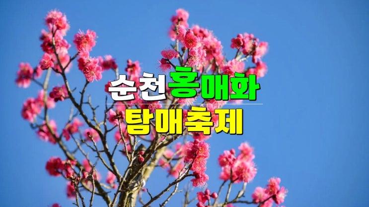 전라도 3월 축제 가볼만한곳 · 2025 순천 매곡동 탐매축제 (ft. 탐매마을 홍매화) 개화시기 전라도 3월 축제 가볼만한곳 · 2025 순천 매곡동 탐매축제 (ft. 탐매마을 홍매화) 개화시기