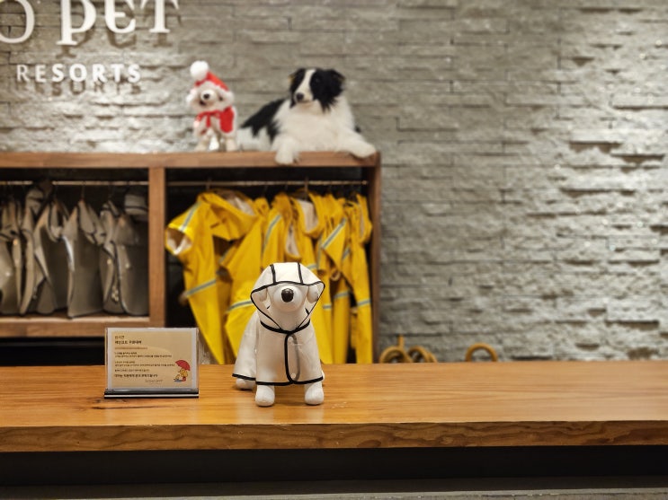  소노펫 비발디파크. 골드 pet club 방문기