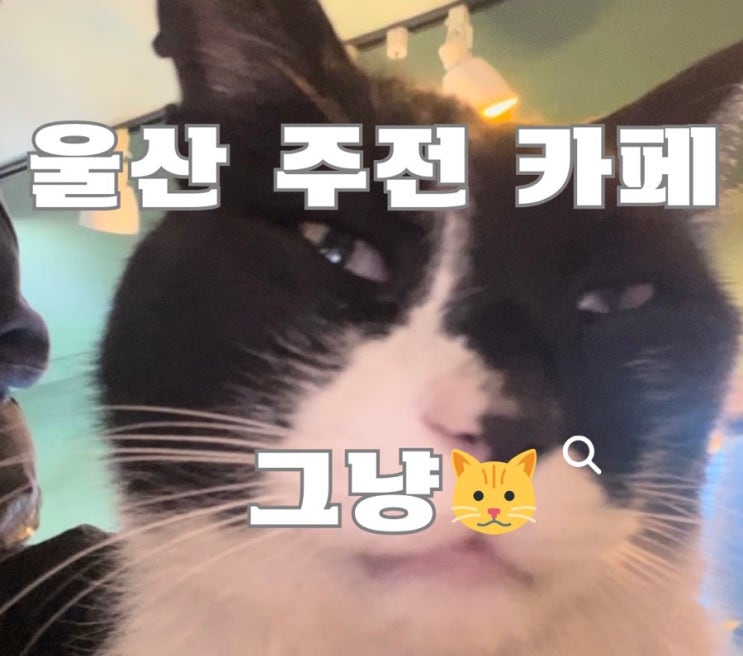 울산 주전 카페 : 카페 그냥(바다 보면서 고양이만지기)