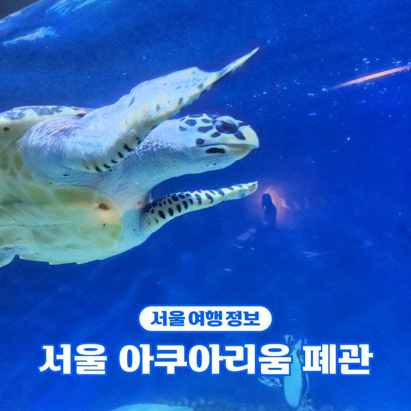 서울 여의도 63빌딩 아쿠아리움 아쿠아플라넷 폐장 대신 갈만한 곳