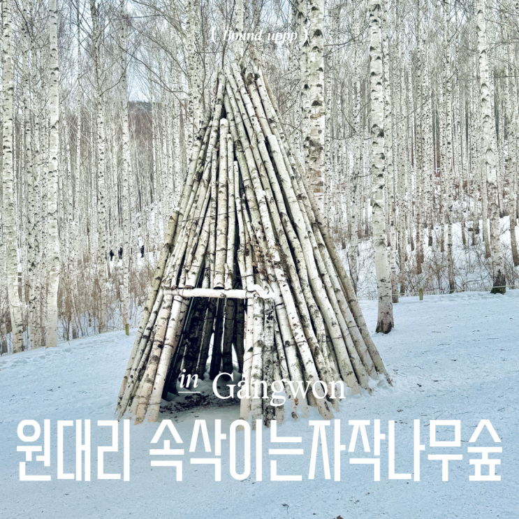  인제 원대리 속삭이는 자작나무숲 주차장 코스 준비물 아이젠 겨울 소요시간