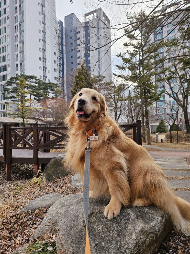 한국에서 가장 인기 있는 견종은? - 아파트, 털빠짐이 가장 중요한 요소