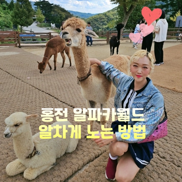  홍천 알파카월드 아이와 가볼만한곳 할인 입장료 식당 인형