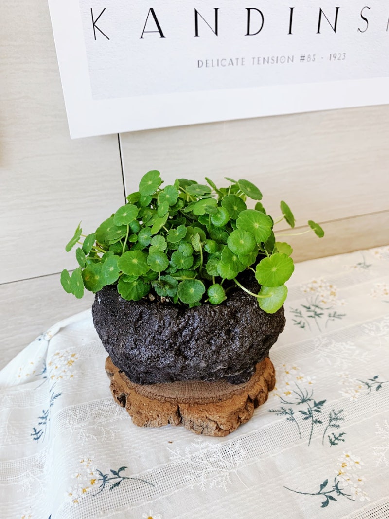 똥손집사의 워터코인 키우기 : 네이버 블로그