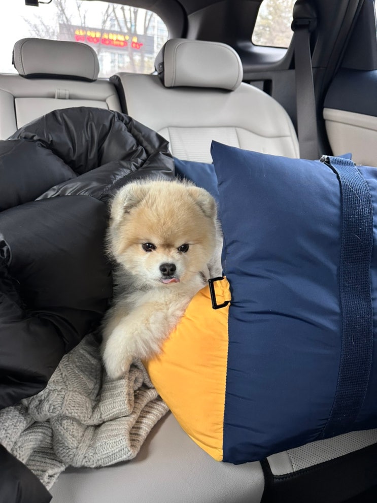  스포티지 페이스리프트 X라인  블랙 & 네이비그레이 후기