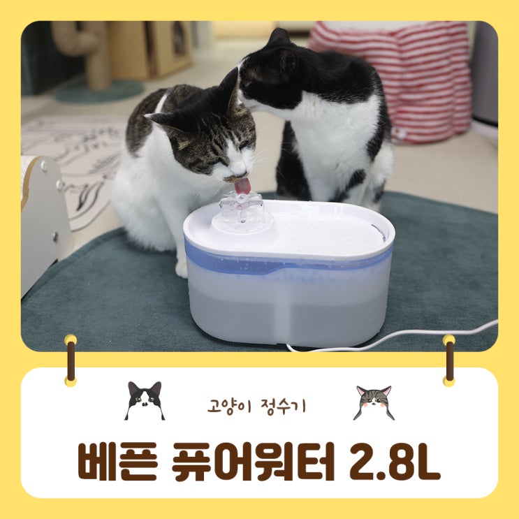  건조한 겨울 고양이 음수량 늘리기에 좋은 베픈 퓨어워터 추천