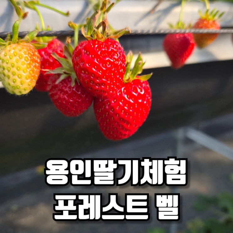  아이와 함께 떠난 용인딸기체험 이야기 포레스트 벨