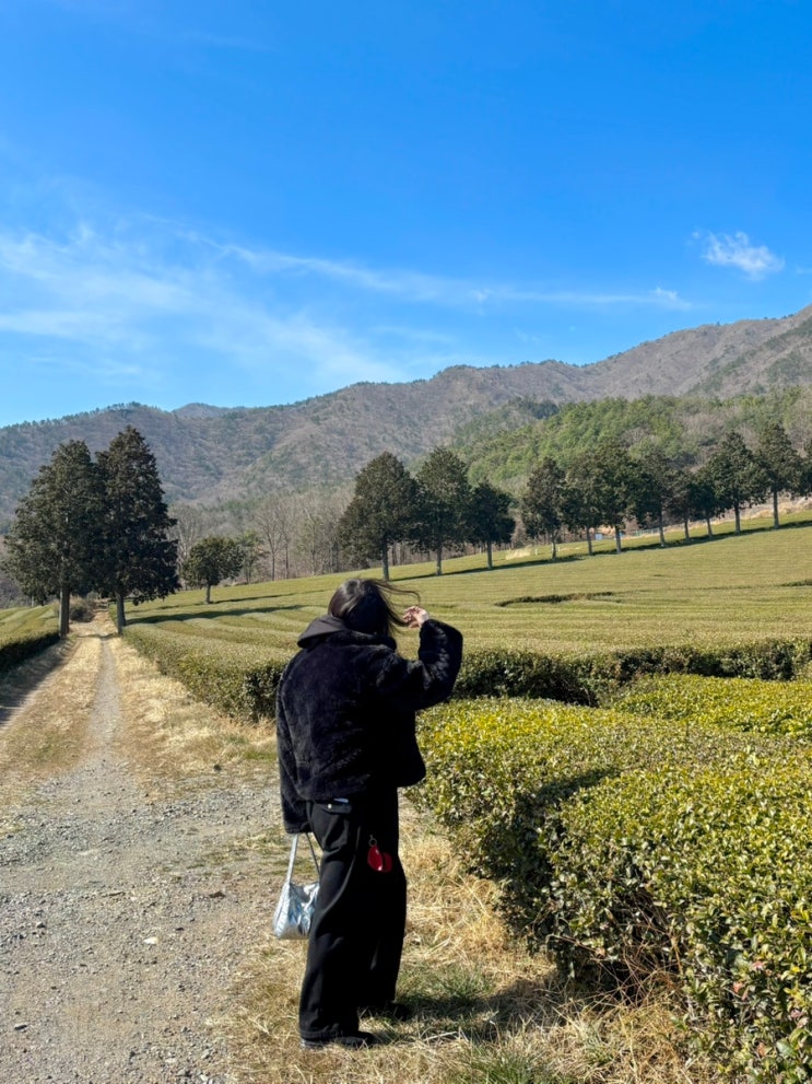  전남 보성 펜션 구름 속의 산책 : 제2대한다원 녹차밭 옆의 고즈넉한 펜션에서 힐링하기