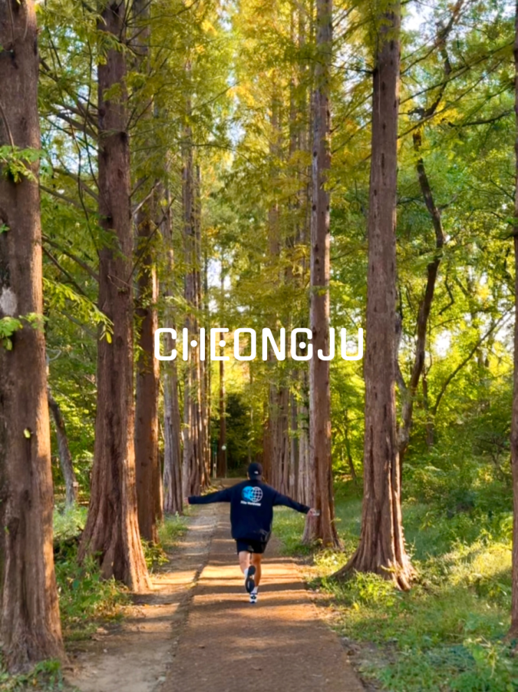  충북 청주 가볼만한곳 메타세쿼이아숲 저녁 산책