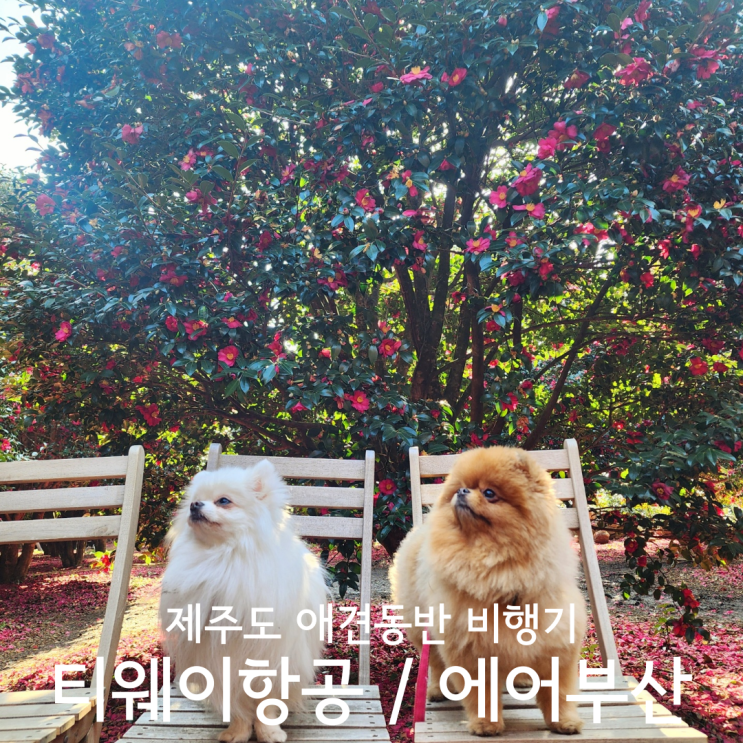  제주도 애견동반 여행 비행기 탑승 티웨이항공 에어부산 요금 방법 내돈내산 후기