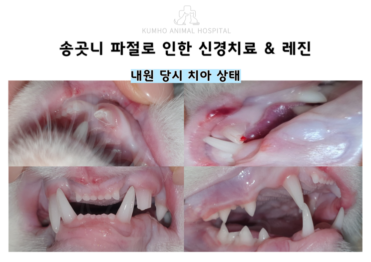  광주 고양이 치과 - 송곳니 치아파절로 인한 부분 신경치료 후 레진치료 Case [광주 치과 동물병원, 고양이 치아파절, 고양이 신경치료, 고양이 부분신경치료, 고양이 레진]