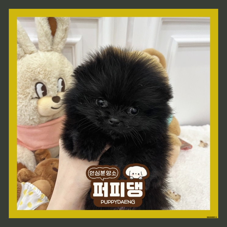 보령강아지무료분양 알찬 하루