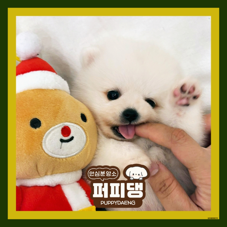문경강아지분양 가족맞이하기